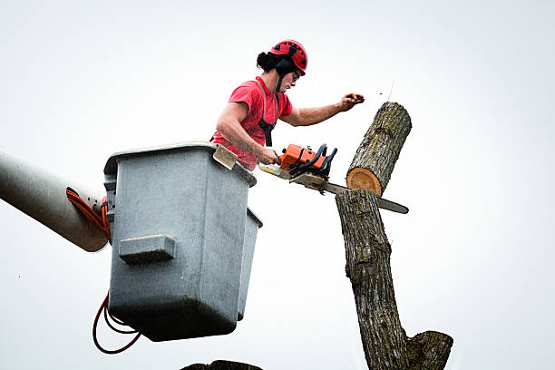 Professional Tree Services in Huber Heights, OH